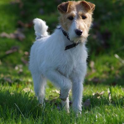 Fox Terrier